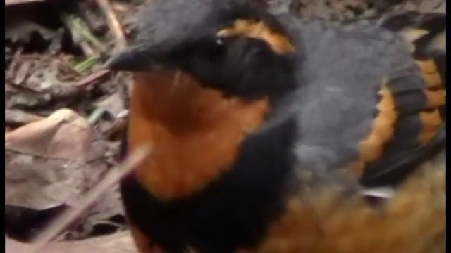 vob file ~ Panasonic VDR-D50 DVD sample 42x zoom ~ Varied Thrush смотреть онлайн