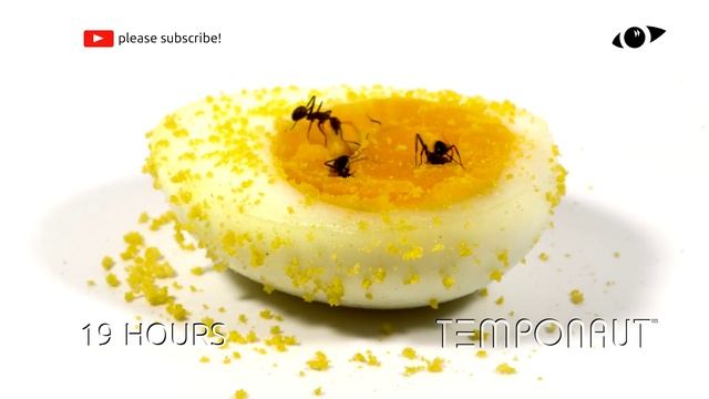 Ants Vs Egg Time-Lapse