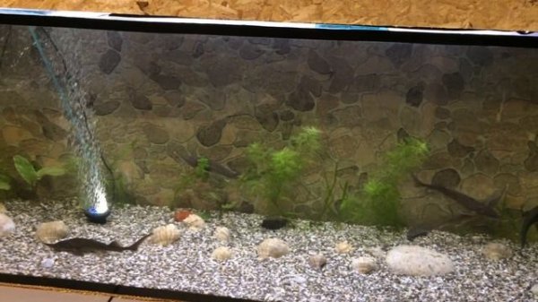 отличия в содержании осетров в аквариуме от других рыб