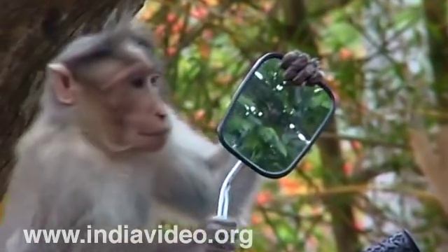 Monkey Troupe In Action - Destroying Everything In Its Path смотреть онлайн