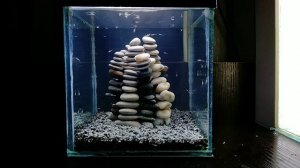 Артемия выращивание до взрослой особи /Artemia rearing to adult