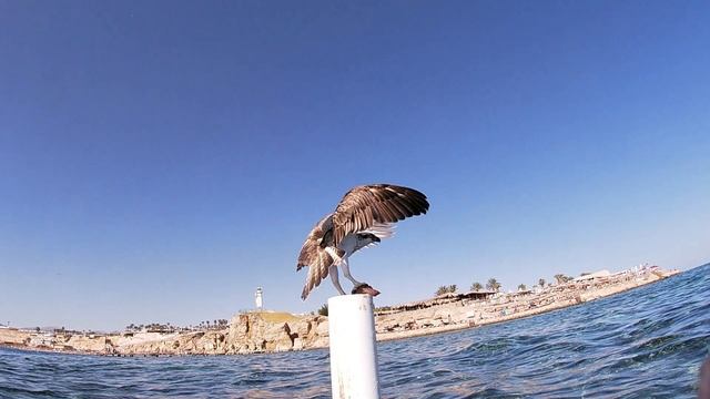 Sea bird flying away with its pray - Fanar Beach смотреть онлайн