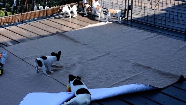 Toy Fox Terrier Puppies смотреть онлайн