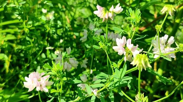 Небольшая видеозарисовка. Прогулка по Бугскому Гарду. Цветы на клумбах в конце июня. смотреть онлайн