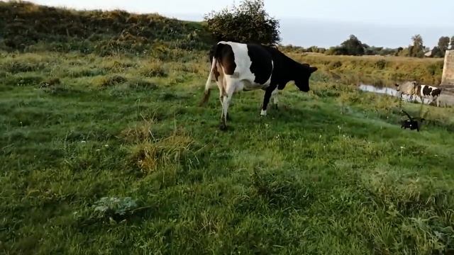 12 сентября 2020 г.ВСЕ О КОРОВАХ И МОЛОКЕ!БУДЕМ ЛИ МЫ ДЕРЖАТЬ КОРОВ!НАШИ ПЛАНЫ И ЦЕНЫ НА МОЛОКО! смотреть онлайн