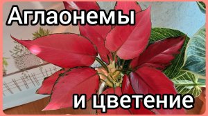#Аглаонема ?Что делаю при цветении и почему?Комнатные #растения #цветы #фото #содержание #уход