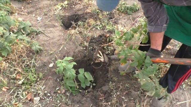 Посадка малины осенью от А до Я! Что кладём в лунку. смотреть онлайн