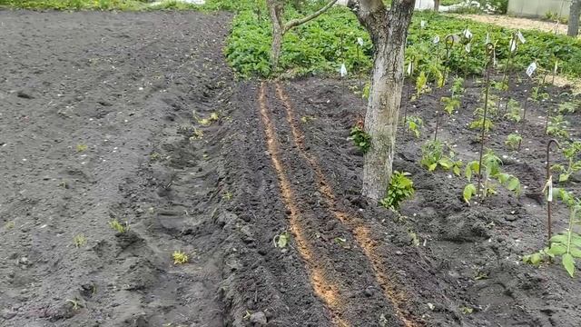 Посев моркови с профилактикой от морковной мухи ! смотреть онлайн