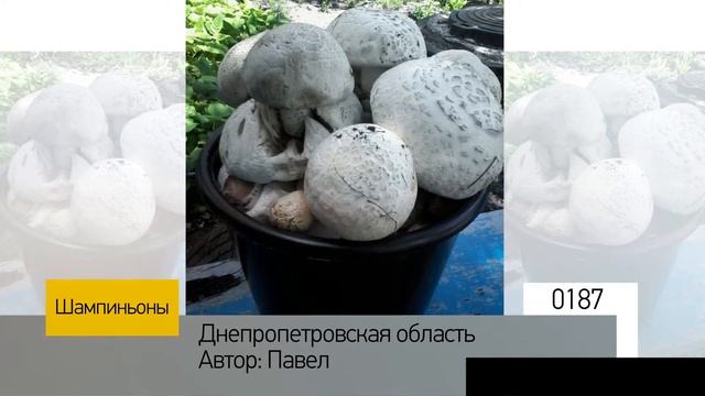 Фотоальбом - Тихая охота №38 смотреть онлайн