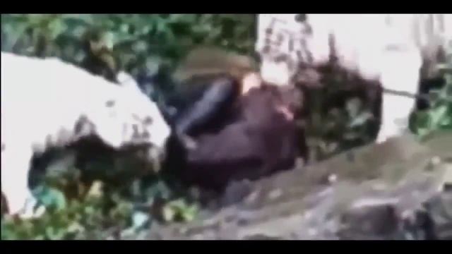 ЖЕСТЬ! Нападения животных на людей Подборка ч 2 смотреть онлайн