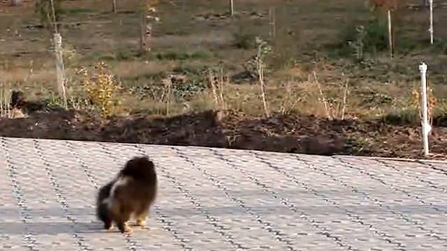 Первая прогулка малышей литтер Ш 037 смотреть онлайн