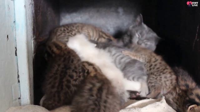 Five small wild kittens were found in the den. They cried from hunger смотреть онлайн