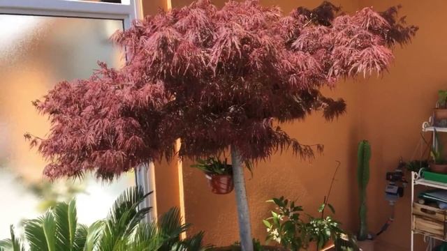 Японский клён. Уход. Acer Palmatum. Озеленение террасы