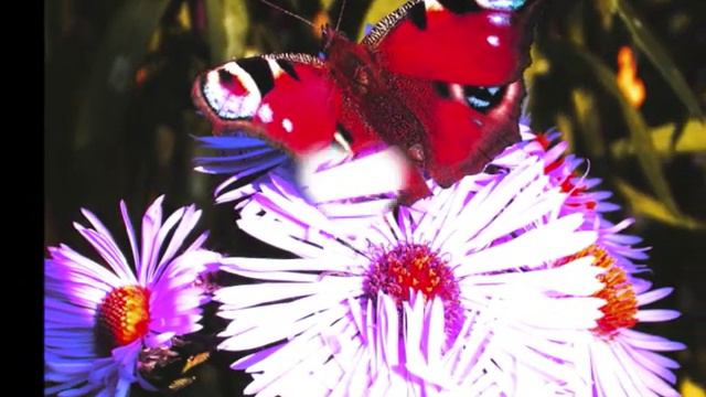 JOSS STONE I ve Fallen in love with you смотреть онлайн