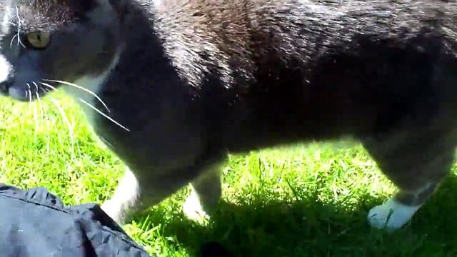 Kitty Cat, Happy Birthday! смотреть онлайн
