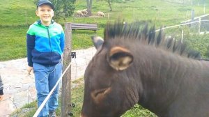 Звуки Животных Как говорят животные Кормим животных Домашние животные ослик и овцы