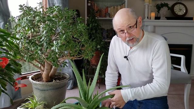 The Aloe Vera Cactus - Plant Profile смотреть онлайн