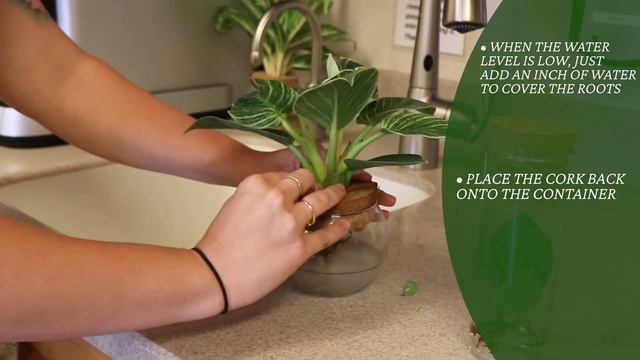 How To Care For leafjoy™ House Plants: H2O™ Bowls And Minis From Proven Winners Direct смотреть онлайн