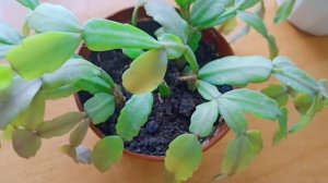 Декабрист? "Бледный призрак" или отчего же у декабриста бледные листочки? (Шлюмбергера Бакли)