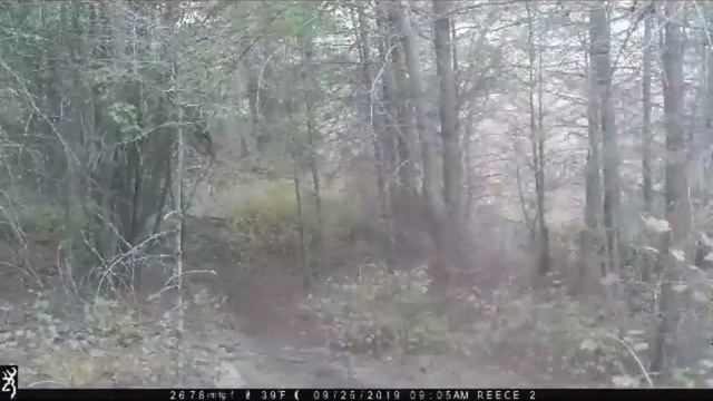 Большое стадо оленей на реву смотреть онлайн