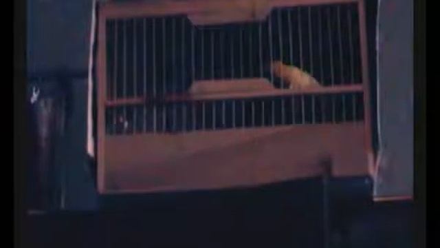 кенар 23 смотреть онлайн
