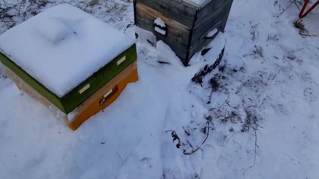 ЗИМОВКА ПЧЕЛ В СИБИРИ НА ВОЛЕ ПОД СНЕГОМ ! ПЕРВЫЕ ПОТЕРИ ! ПЧЕЛОВОДСТВО ДЛЯ НАЧИНАЮЩИХ! смотреть онлайн