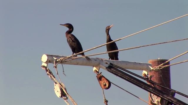 Эта Технология может решить одну из самых больших проблем в Ветроэнергетики смотреть онлайн
