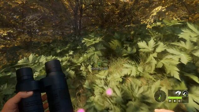 theHunter call of the wild #33 ? - Золотой Самец - Винтовка - Лань, Косуля смотреть онлайн