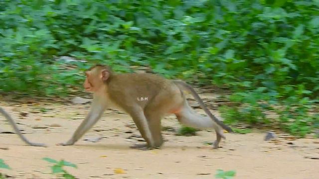 Little monkeys do so sweet смотреть онлайн