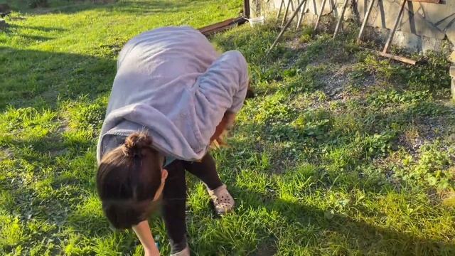 Таких цыплят надо обязательно подстригать смотреть онлайн