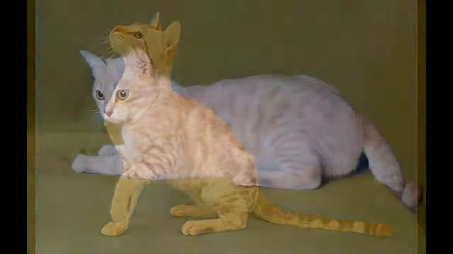 Австралийский мист - кошка в доме смотреть онлайн