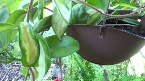 ЦВЕТУЩИЕ ХОЙИ.. H. MINDORENSIS.. H. PUBICALUX.. H. ISCHNOPUS.. H. ACUTA GREEN