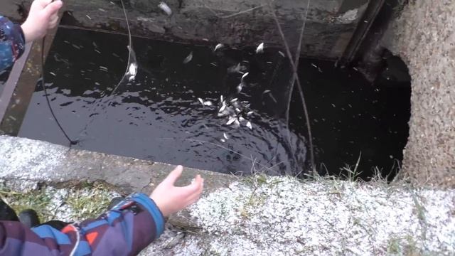 КАРП НА ПАУК! Рыбалка на паук в ручьях! ВОТ ЧТО ЗНАЧИТ ВО ВРЕМЯ ПРИЕХАТЬ! смотреть онлайн