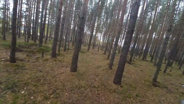 Парголовский лес смотреть онлайн