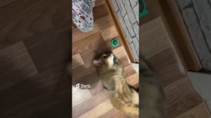 кот ? веселится