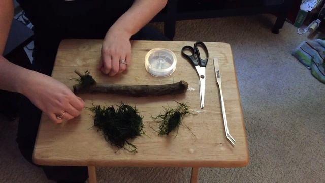 HOW TO attach JAVA MOSS to driftwood смотреть онлайн