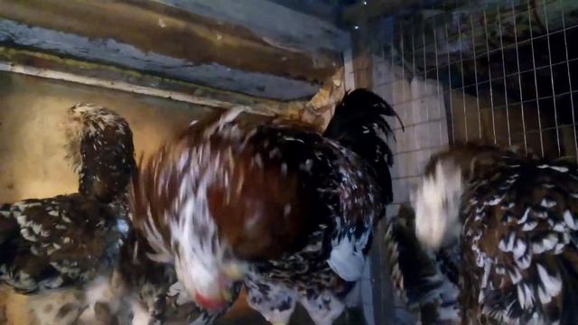 Орловские ситцевые куры смотреть онлайн