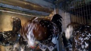 Орловские ситцевые куры