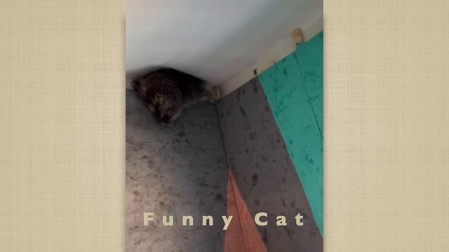 Cмешные ЕНОТЫ #29 / Приколы с ЕНОТАМИ 2022 / Funny Raccoons. смотреть онлайн