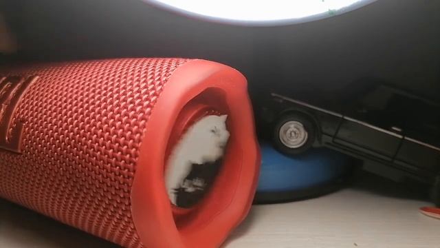 EXTREME WARPING! JBL Flip 6 CS 100 vol смотреть онлайн