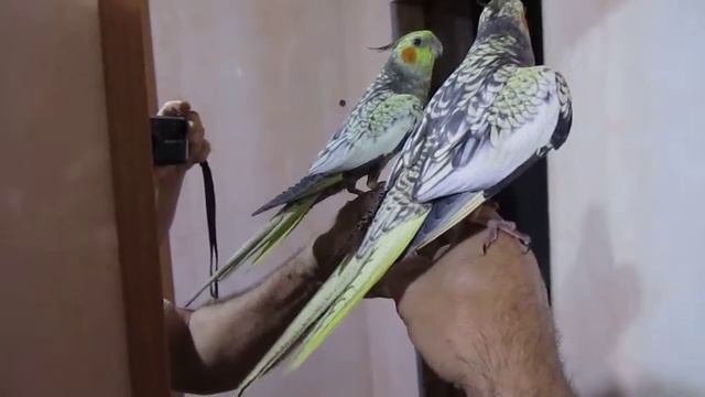 Попугай говорит кузя привет