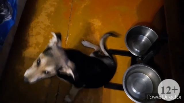 Что делать, если сбили собаку. смотреть онлайн