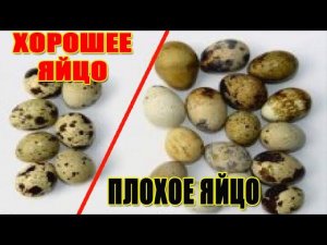 Отбор перепелиного яйца на инкубацию  Выращивание перепелов в домашних условиях