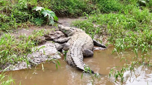 CROCODILES FOR KIDS - Interesting Crocodile Facts For Children, Kindergarten And Preschoolers