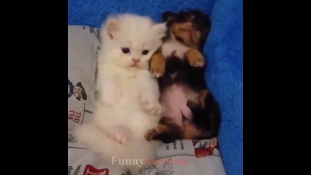 So many cute kittens videos compilation 2023 смотреть онлайн