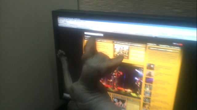 Кот Чучка поймал мышь в мониторе.Cat Chuchka caught a mouse in the monitor.Animals.Юмор.Humor смотреть онлайн