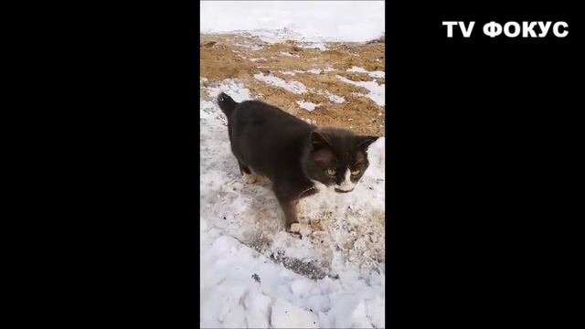 Кот. Уличный кот. Борщаговка. Святошинский район. Киев. 9.01.2019 г. #Кот #Киев #TV_ФОКУС смотреть онлайн