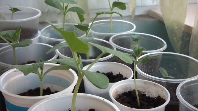 Наше меню на день.Заготовки на зиму. Кексы с вишней.Небольшая закупка.