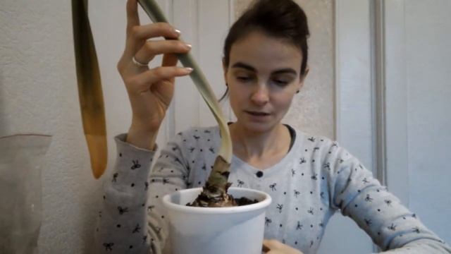 Гиппеаструм: как ухаживать в домашних условиях? смотреть онлайн