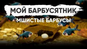 Барбус мутант - Барбус мшистый